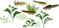 Set of green aquatic plants and different stages of crested newt life cycle